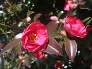 ファイル 2060-1.jpg