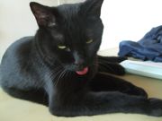 ファイル 2061-4.jpg