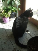 ファイル 2064-2.jpg