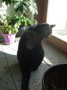 ファイル 2064-3.jpg