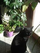 ファイル 2064-4.jpg