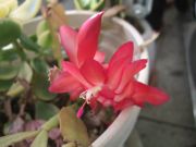 ファイル 2065-1.jpg