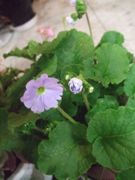 ファイル 2067-1.jpg