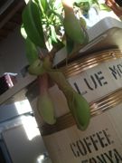 ファイル 2069-1.jpg