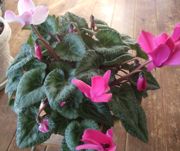 ファイル 2071-1.jpg