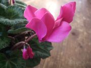 ファイル 2071-2.jpg