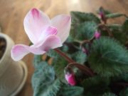 ファイル 2071-3.jpg