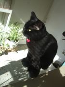 ファイル 2073-1.jpg