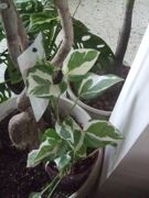 ファイル 2074-1.jpg