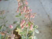 ファイル 2080-1.jpg