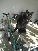 ファイル 2085-1.jpg