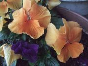 ファイル 2086-1.jpg