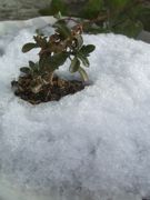 ファイル 2097-1.jpg