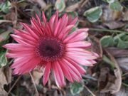 ファイル 2099-1.jpg