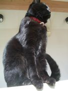 ファイル 2100-1.jpg