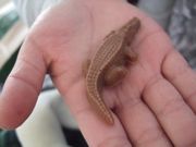 ファイル 2101-3.jpg