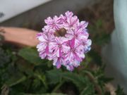 ファイル 2103-1.jpg