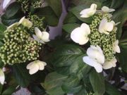 ファイル 2104-1.jpg