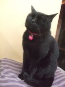 ファイル 2105-4.jpg