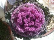 ファイル 2106-1.jpg