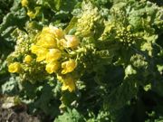 ファイル 2110-1.jpg