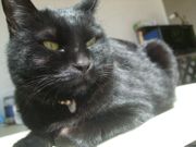 ファイル 2111-1.jpg