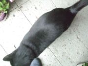 ファイル 2111-2.jpg