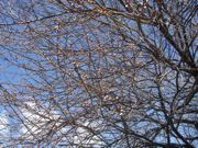 ファイル 2112-1.jpg