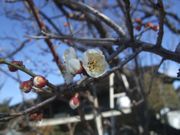 ファイル 2112-2.jpg