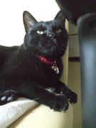 ファイル 2115-1.jpg