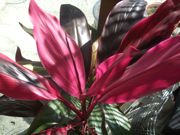 ファイル 2116-1.jpg