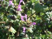 ファイル 2119-1.jpg