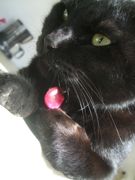 ファイル 2121-1.jpg