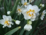 ファイル 2122-1.jpg