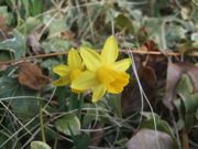 ファイル 2123-1.jpg