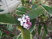 ファイル 2126-1.jpg