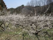 ファイル 2130-1.jpg