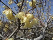 ファイル 2130-2.jpg