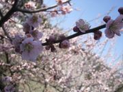 ファイル 2130-3.jpg