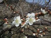 ファイル 2130-4.jpg