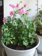 ファイル 2132-1.jpg