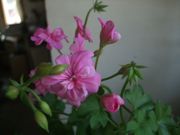 ファイル 2132-2.jpg