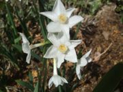 ファイル 2134-1.jpg