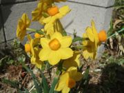 ファイル 2134-2.jpg