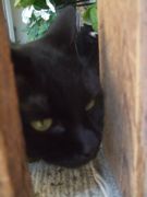 ファイル 2135-1.jpg