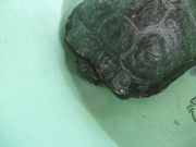 ファイル 2136-1.jpg