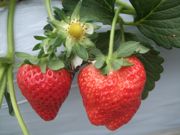 ファイル 2137-1.jpg