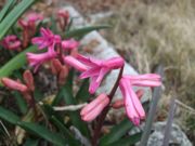 ファイル 2138-1.jpg