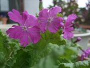 ファイル 2139-1.jpg