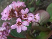 ファイル 2140-1.jpg